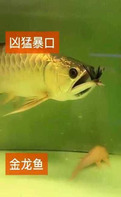 龍魚的正確飼養(yǎng)方法：雷龍魚吃東西卡住了會(huì)死嗎 龍魚百科 第5張