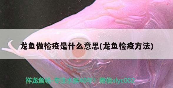 給龍魚做檢疫用什么好呢：給龍魚做檢疫用什么藥最好 龍魚百科 第3張