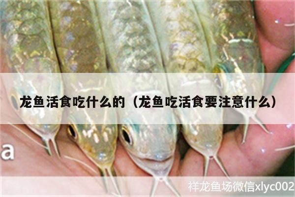 龍魚對水質(zhì)的要求高嗎：龍魚吃活食要注意什么 龍魚百科 第6張