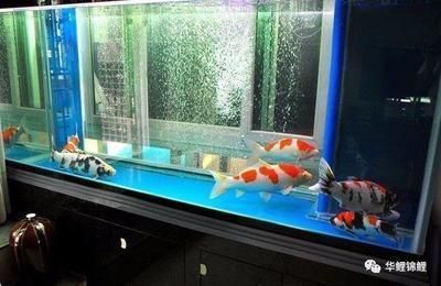 龍魚缸過濾材料用什么好一點的：龍魚缸過濾材料選擇物理過濾和生物過濾的需求 龍魚百科 第5張