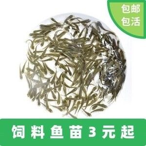 金龍魚(yú)怎么配魚(yú)：金龍魚(yú)為什么突然不吃食了怎么辦水質(zhì)差，金龍魚(yú)不吃食怎么辦 龍魚(yú)百科 第1張