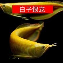 金龍魚寵物：寵物大全:金龍魚飼養(yǎng)金龍魚的正確方法知識(shí)介紹 龍魚百科 第6張