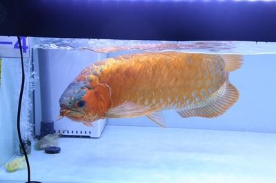 金龍魚怎么做檢疫：進境觀賞水生動物指定隔離檢疫場使用申請 龍魚百科 第3張