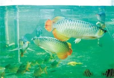 金龍魚怎么做檢疫：進境觀賞水生動物指定隔離檢疫場使用申請 龍魚百科 第5張