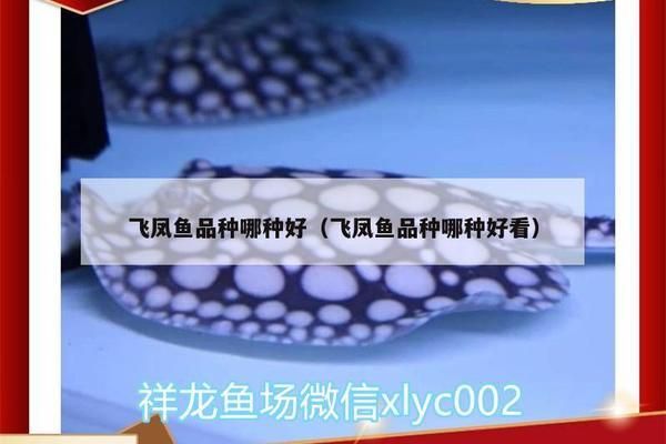 金龍魚事件是真的嗎：金龍魚事件是否為環(huán)保提供了警示？ 水族問答 第2張