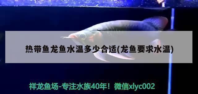 27度養(yǎng)龍魚：龍魚的飼養(yǎng)方法，龍魚的飼養(yǎng)溫度 龍魚百科 第5張