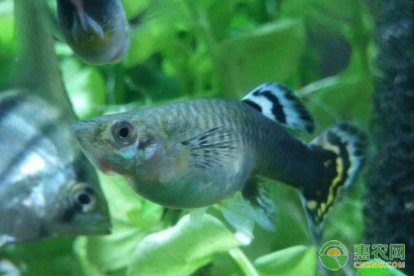 魚友推薦的刀魚飼料品牌：刀魚飼料品牌推薦 龍魚百科 第5張