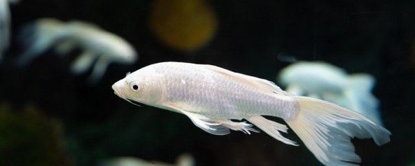 龍魚(yú)喂幾次：龍魚(yú)喂食頻率需要根據(jù)龍魚(yú)的生長(zhǎng)階段來(lái)決定喂食頻率 龍魚(yú)百科 第3張