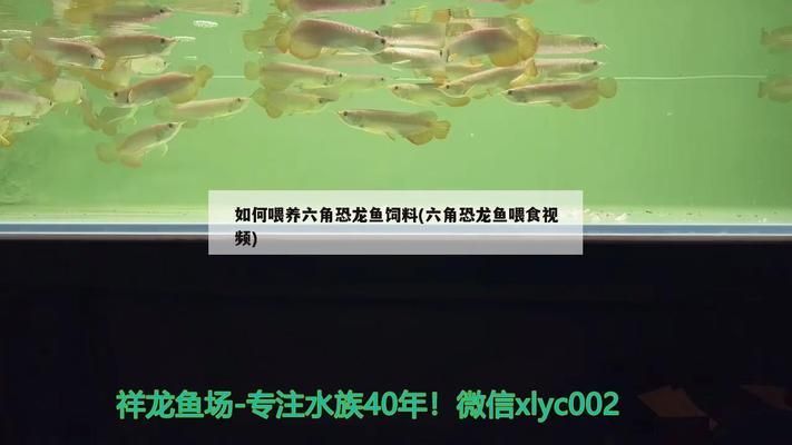 六角恐龍魚水溫多少度合適：六角恐龍魚喂食怎么喂 龍魚百科 第7張