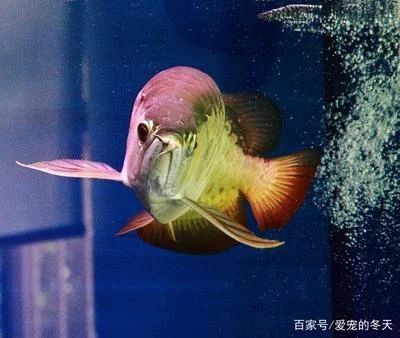 龍魚的養(yǎng)殖技術(shù)：龍魚養(yǎng)殖龍魚的養(yǎng)殖技術(shù)要點(diǎn)：龍魚養(yǎng)殖技術(shù)要點(diǎn) 龍魚百科 第6張