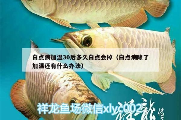 龍魚白點(diǎn)病多久能脫落啊怎么治療：龍魚白點(diǎn)病的恢復(fù)時(shí)間 龍魚百科 第3張