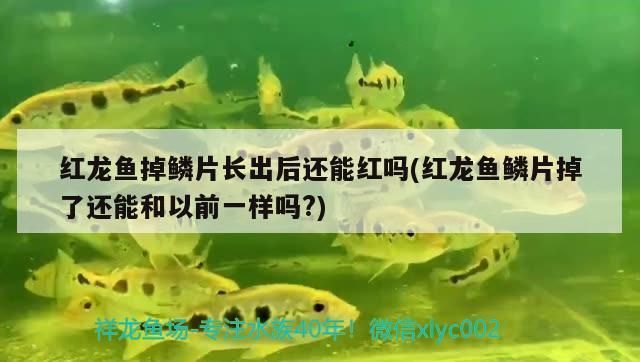 龍魚白點(diǎn)病多久能脫落啊怎么治療：龍魚白點(diǎn)病的恢復(fù)時(shí)間 龍魚百科 第1張