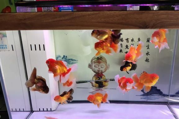 龍魚爛尾是什么原因引起的呢怎么治療：龍魚爛尾怎么辦 龍魚百科 第1張