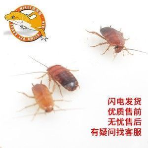 龍魚的養(yǎng)護與鑒賞作文：-龍魚吃東西少怎么回事兒，龍魚吃得少怎么辦 龍魚百科 第5張