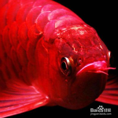 金龍魚(yú)不吃食怎么辦：金龍魚(yú)不吃東西怎么辦 龍魚(yú)百科 第5張