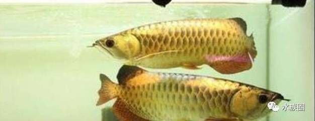 龍魚把嘴撞壞了怎么處理：龍魚嘴撞傷了會死嗎 龍魚百科 第7張