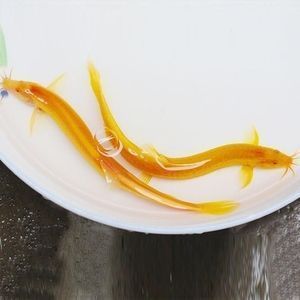 龍魚掉鱗能恢復(fù)和原來(lái)一樣嗎：龍魚吃小魚多久能消化掉 龍魚百科 第7張