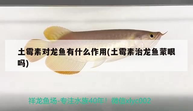 龍魚白色大概多少錢一條 龍魚百科 第11張