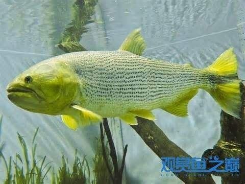 龍魚檢疫下大白片需要怎么下：如何使用大白片進行龍魚檢疫 龍魚百科