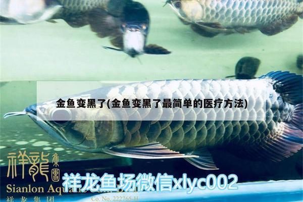 龍魚變色怎么回事：-龍魚變黑癥的原因及處理方法和處理方法 龍魚百科 第8張