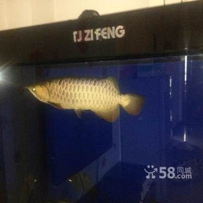 龍魚吃魚食嗎：龍魚可以吃魚食嗎 龍魚百科 第4張