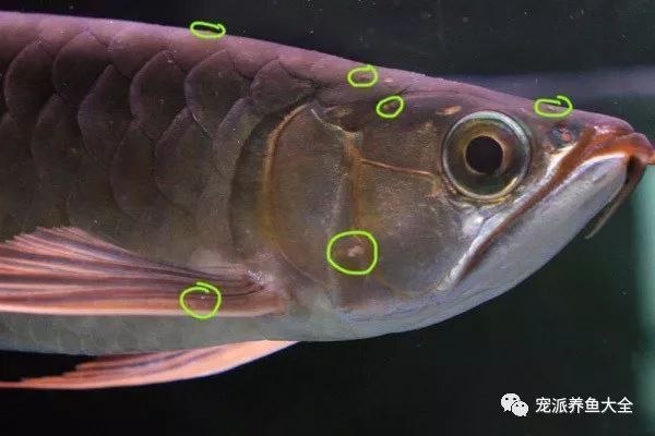 龍魚白點病最怕三個東西：如何治療龍魚白點病 龍魚百科 第4張