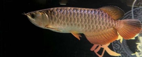 龍魚白點病最怕三個東西：如何治療龍魚白點病 龍魚百科 第12張