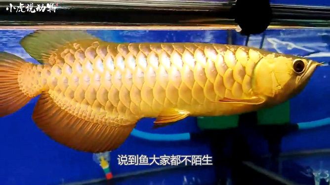 金龍魚是海鮮嗎：金龍魚是否屬于海鮮的探究 水族問答 第2張