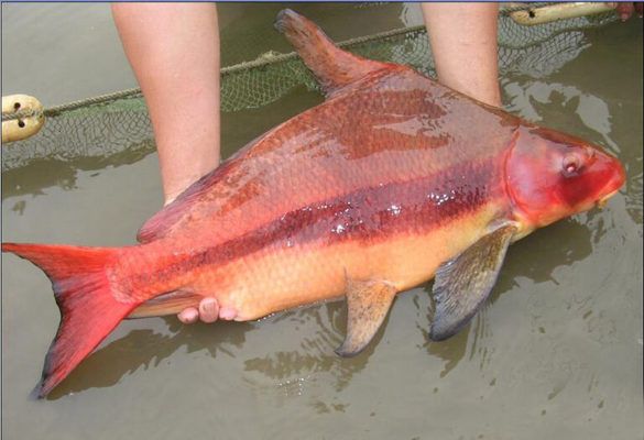 觀賞魚品種多樣性研究：觀賞魚品種多樣性對(duì)生態(tài)的影響