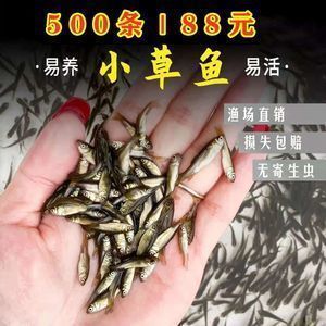 龍魚變白了怎么回事：龍魚變白怎么辦 龍魚百科 第11張