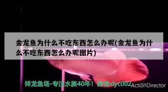 金龍魚趴缸底不吃東西怎么回事：金龍魚不吃東西怎么辦 龍魚百科 第1張