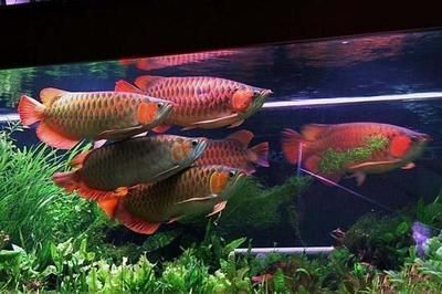 龍魚的喂養(yǎng)方法：龍魚的飼養(yǎng)方法 龍魚百科 第3張