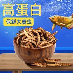 龍魚狀態(tài)不錯就不吃食：龍魚狀態(tài)良好但不吃食 龍魚百科 第5張