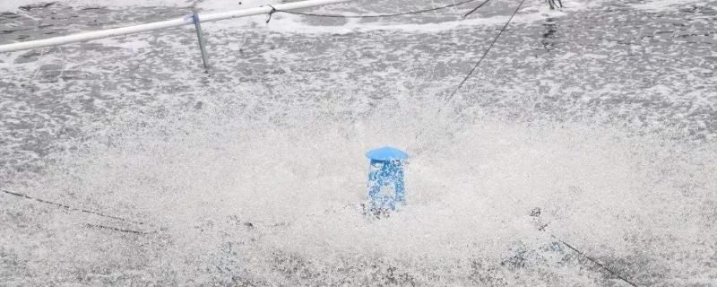 龍魚換水需要放些什么東西：換水過程中需要添加一些特定的物品，以保證龍魚的安全和健康 龍魚百科 第1張