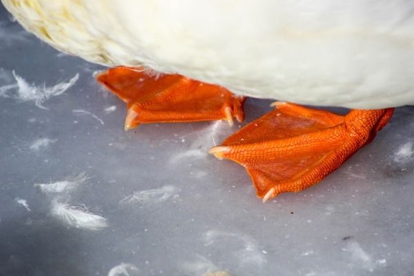 龍魚多久能長到50公分：龍魚吃什么飼料魚好