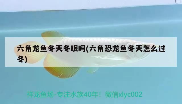 冬天六角恐龍魚不吃東西怎么辦：六角恐龍魚不吃東西是怎么回事 龍魚百科 第1張