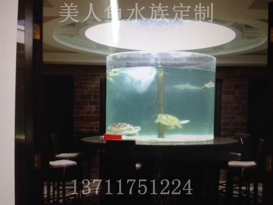 龍魚捕食：龍魚缸最佳尺寸圖紙 龍魚百科 第4張