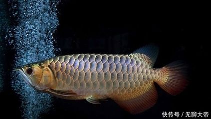 養(yǎng)龍魚燈光要什么要求呢：養(yǎng)龍魚燈光布局技巧分享，魚缸燈光布局的技巧分享 龍魚百科 第1張