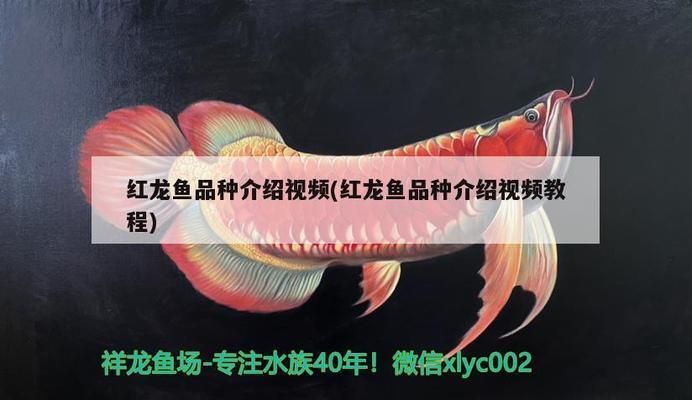 龍魚的tds指標(biāo)：tds值對于養(yǎng)殖龍魚的重要性以及如何管理和維持tds值 龍魚百科 第2張