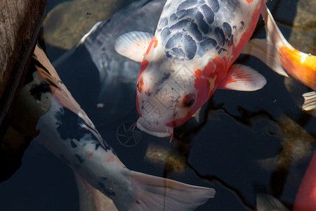 龍魚吃什么最好消化食物：適合龍魚的好消化食物，喂食前應(yīng)遵循少量多次 龍魚百科 第1張