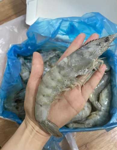 龍魚的種類與鑒別：-龍魚吃凍蝦的保存技巧，龍魚吃凍蝦會(huì)著涼嗎 龍魚百科 第8張