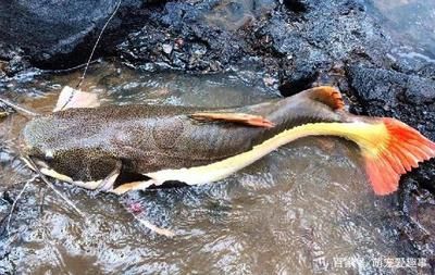 金龍魚是哪生產(chǎn)的：金龍魚是哪個(gè)國家品牌金龍魚的生產(chǎn)基地在哪里 水族問答 第2張