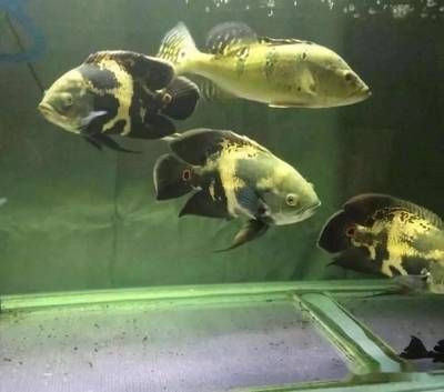 龍魚多長時間下崽：龍魚吃飼料好還是吃小魚好 龍魚百科 第6張