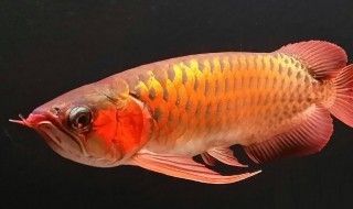 龍魚(yú)不吃東西怎么回事：龍魚(yú)不吃東西怎么辦 龍魚(yú)百科 第12張