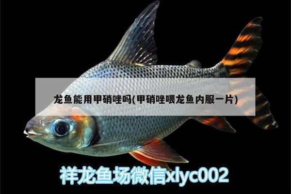 甲硝唑喂龍魚驅(qū)蟲經(jīng)驗(yàn)怎么樣：腸蟲清龍魚能用甲硝唑嗎甲硝唑喂龍魚能用甲硝唑嗎 龍魚百科 第6張