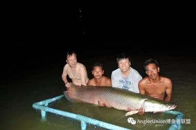 可以給龍魚缸下慶大霉素：巨骨舌魚和龍魚哪個(gè)厲害巨骨舌魚和龍魚哪個(gè)厲害巨骨舌魚 龍魚百科 第2張