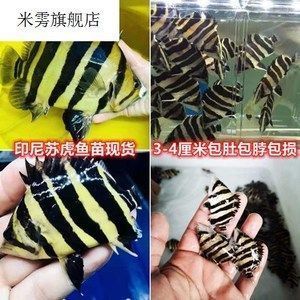 龍魚翻腮多久就硬化了正常：龍魚苗喂養(yǎng)指南 龍魚百科 第8張