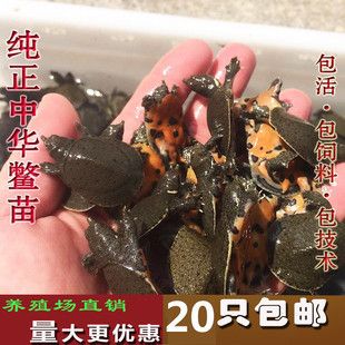 龍魚翻腮多久就硬化了正常：龍魚苗喂養(yǎng)指南 龍魚百科 第13張