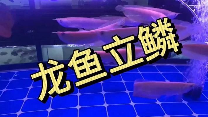 龍魚剛到家不吃東西：龍魚立鱗的原因為什么 龍魚百科 第1張