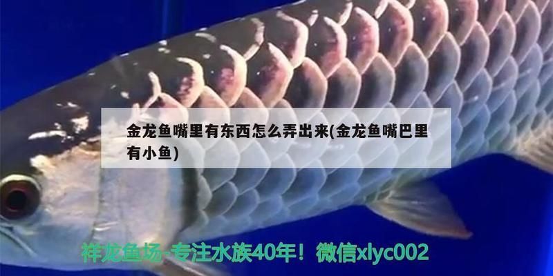 龍魚的證書：龍魚吞食異物怎么辦 龍魚百科 第9張